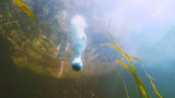 Ice Fishing Formulated Bait "CLOUD" Balls - Gets them Excited to Bite!