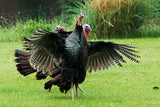The "ULTIMATE DECOY" Wild Turkey Flushed Fan w/ Mounting Stake - Thirsty Buyer - 6