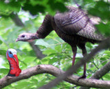 Wild Turkey "BOSS GOBBLER" Head Decoy - NEW for 2016 - Thirsty Buyer - 3