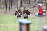 Wild Turkey "BOSS GOBBLER" Head Decoy - NEW for 2016 - Thirsty Buyer - 4