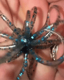 STAR SPANGLED "Urchin" Fishing Lures - SUPER VALUE 30 Pack in Assorted Colors!