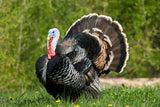 The "ULTIMATE DECOY" Wild Turkey Flushed Fan w/ Mounting Stake - Thirsty Buyer - 7